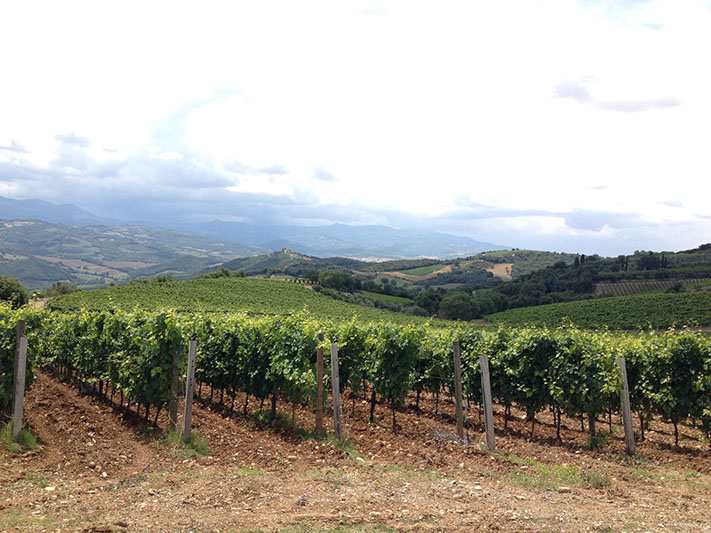 Mastrojanni Vineyard