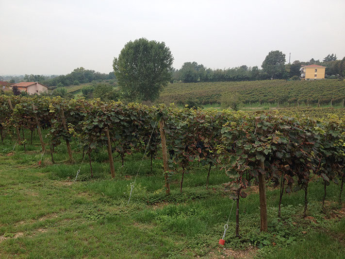 Peri Vineyard