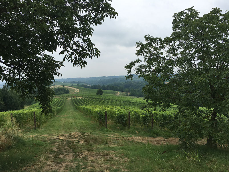 Braida Vineyards
