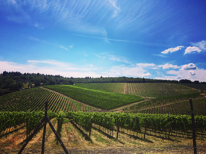 Collestefano Vineyards